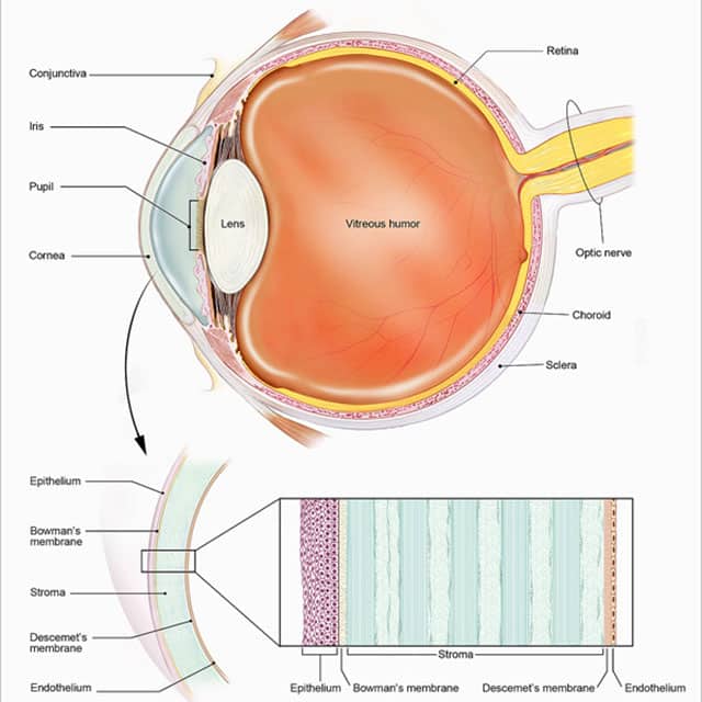 cornea