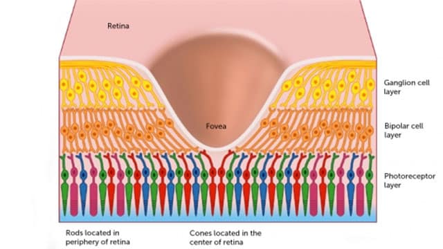 fovea-rods-cones