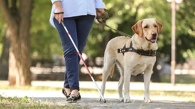 guide-dog-myths